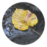 Elm Leaf Sticker