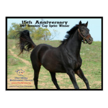 Elmhurst - '97 Breeders' Cup Sprint Winner Post Cards
