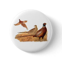 Elusive Pheasant Bird Hunting