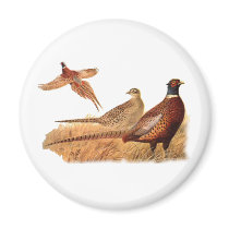 Elusive Pheasant Bird Hunting