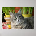 Emerald Eyes posters