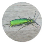 Emerald green Spanish Fly beetle stickers