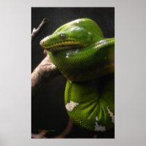 Emerald Tree Boa Posters