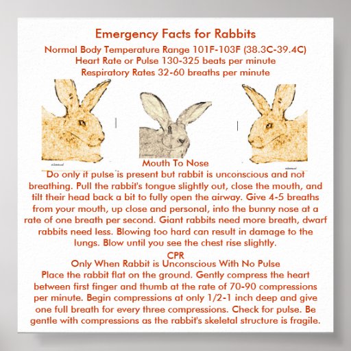 Emergency Facts for Flemish Giant Rabbits Poster Zazzle