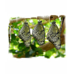 Emerging From Cocoons Girl's T-Shirt