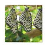 Emerging From Cocoons Magnet