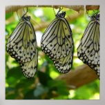 Emerging From Cocoons Poster posters
