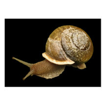Emerging Snail ATC Business Card