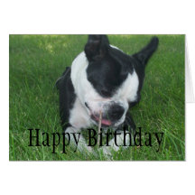 Emma the Boston Terrier enjoying a stick Card