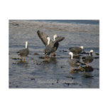 Emperor Geese, Unalaska Island Postcard