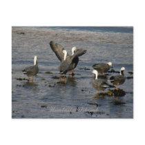 Emperor Geese, Unalaska Island Postcard