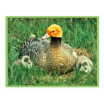 Emperor Goose and Chicks on the Yukon Delta Nation Post Card