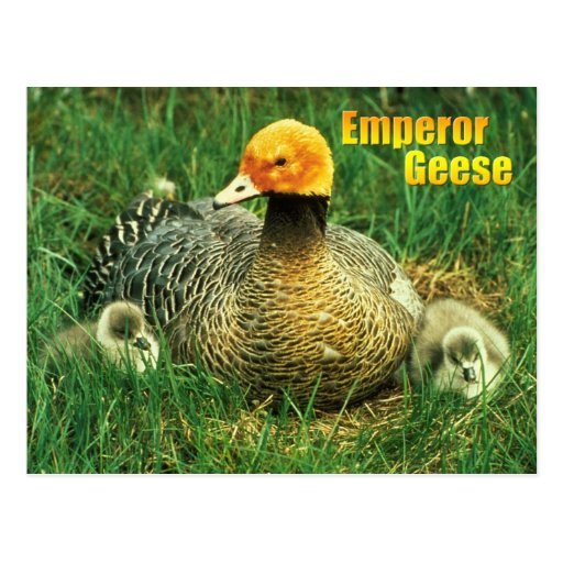 Emperor Goose and chicks Post Card