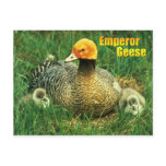 Emperor Goose and chicks postcards