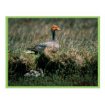 Emperor Goose with Goslings Post Card