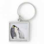 Emperor penguin (Aptenodytes forsteri), chick Key Chains