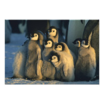 Emperor Penguin chicks in creche, Aptenodytes Photo Art