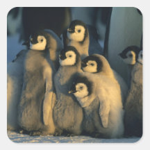 Emperor Penguin chicks in creche, Aptenodytes Sticker