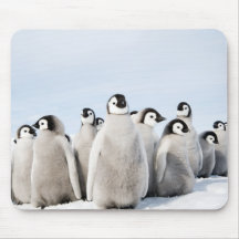 Emperor Penguin chicks Mouse Mat