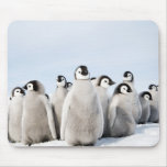 Emperor Penguin chicks