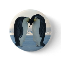 Emperor Penguin Courtship Buttons