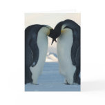 Emperor Penguin Courtship Greeting Card