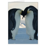 Emperor Penguin Courtship Greeting Card
