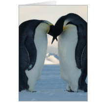 Emperor Penguin Courtship Greeting Card