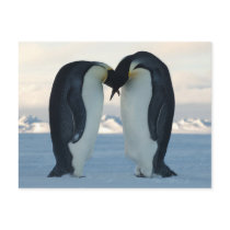 Emperor Penguin Courtship Postcard