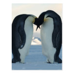 Emperor Penguin Courtship Postcards