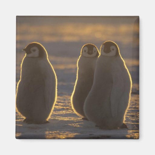 Emperor Penguins, Aptenodytes forsteri), 2 Magnet