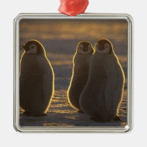 Emperor Penguins, Aptenodytes forsteri), 2 Christmas Tree Ornament