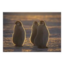 Emperor Penguins, Aptenodytes forsteri), 2 Photo