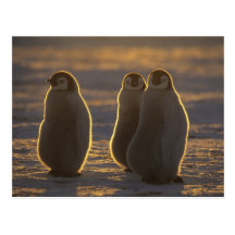 Emperor Penguins, Aptenodytes forsteri), 2 Post Cards