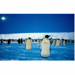Emperor penguins by moonlight, Antarctica Acrylic Cut Out