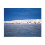 Emperor penguins by moonlight, Antarctica Post Card