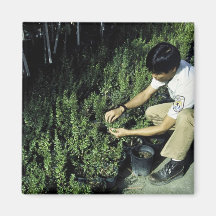 Employee Inspects Plant Growth Fridge Magnets