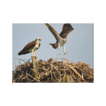 Empty Nest Canvas Prints