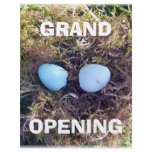 Empty Robin Eggs Flyer