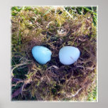 Empty Robin Eggs Poster posters