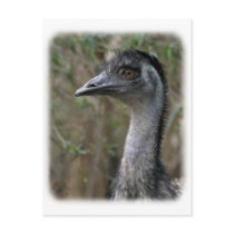 Emu 9Y209D-200 Postcards