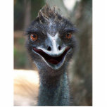 Emu saying hello! Photograph design picture of emu photo sculptures