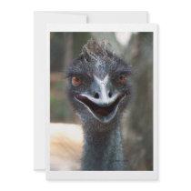 Emu saying HI! Open beak big brown eyes picture