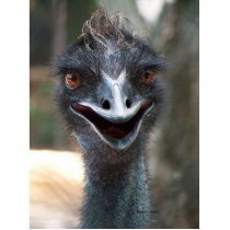 Emu saying HI! Open beak big brown eyes picture