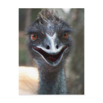 Emu saying HI! Open beak big brown eyes picture