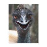 Emu saying HI! Open beak big brown eyes picture postcards