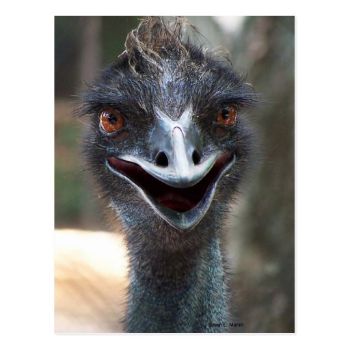 Emu saying HI! Open beak big brown eyes picture Post Cards