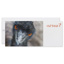 Emu watching, curious?
