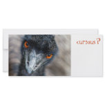 Emu watching, curious? rack cards