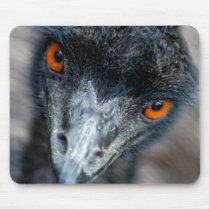 Emu watching